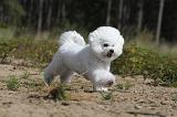 BICHON FRISE 355